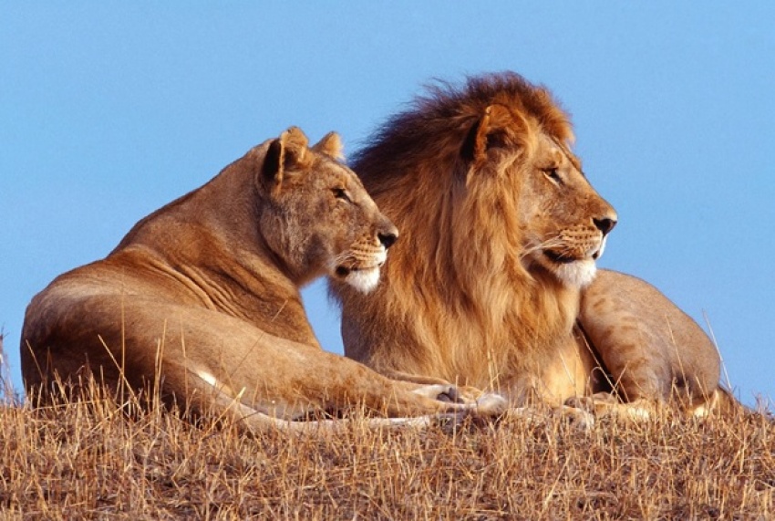 Where to see Lions in Rwanda 