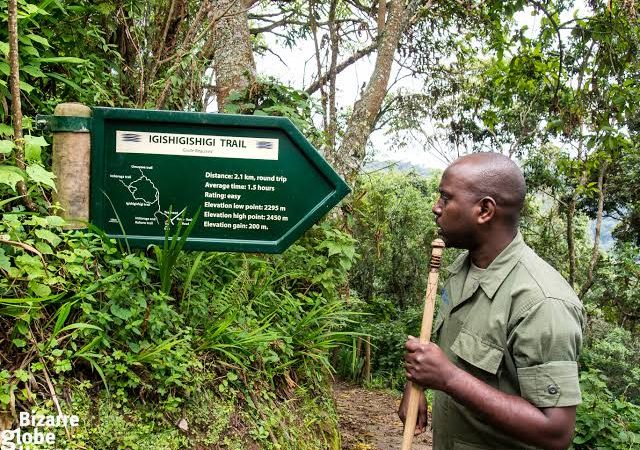 Combine Tracking Big Five Animals and Chimpanzee Trekking In Rwanda