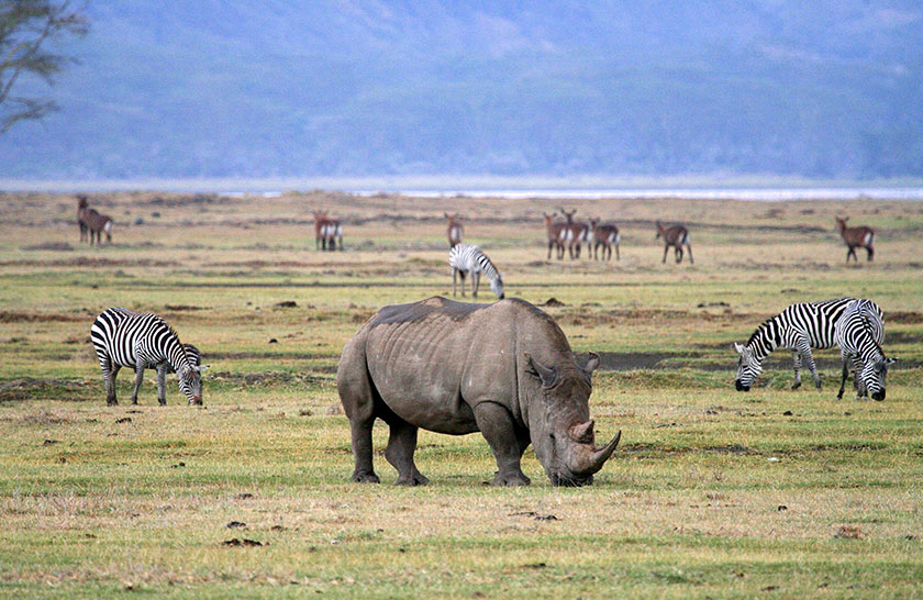 3 Days Explore Tanzania Wildlife Safari