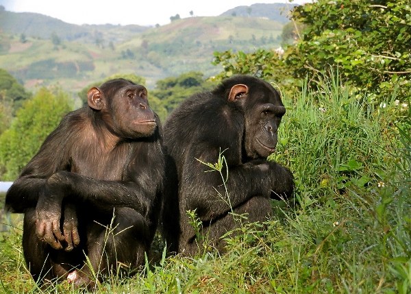 Lwiro Chimpanzee Sanctuary
